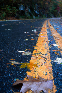 autumn leaves on the road