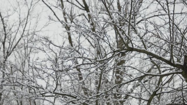 Snow on trees during winter.