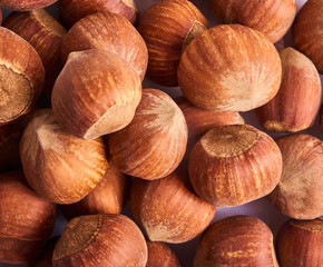 A lot of Fresh raw hazelnuts