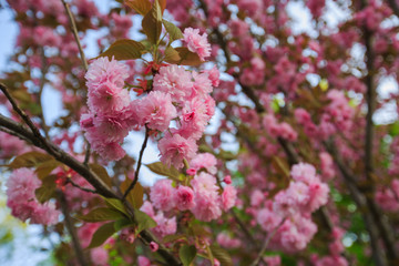 flowering winter cherry on a blurry background of cherry tree, for advertising on February 14