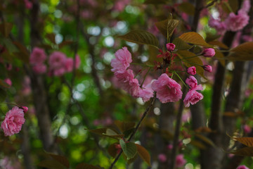 flowering winter cherry on a blurry background of cherry tree, for advertising on February 14