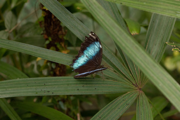 Morpho en Guyane