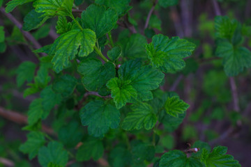Fototapeta na wymiar macro photo of green leaves with villi on a dark background for advertising on instagram