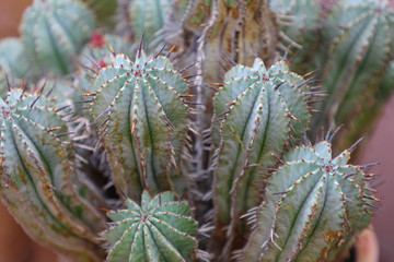 Closeup detail of thorns on succulent plant