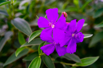 purple Princess-flower in the garden