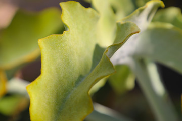 Closeup of curved leaf edges of green succulent