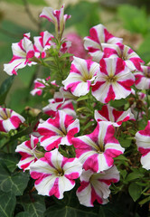 Surfinia rose et blanc