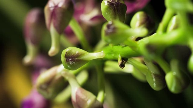 Ascocenda Orchid buds wobbling before  blossoming, vertical.