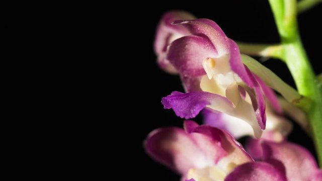 Ascocenda Orchid blossoming, detailed macro close up with copy space.