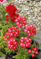 Verbena hybrida	