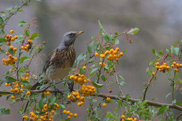 Kwiczoł przed śniadaniem © Tomek Kiecana