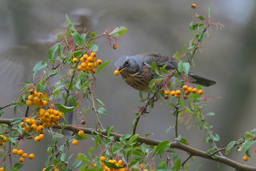 Śniadanie kwiczoła © Tomek Kiecana