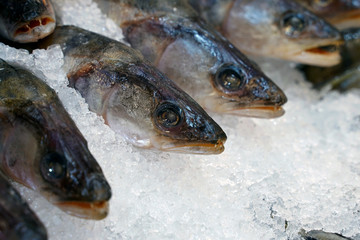 Tasty fresh fish on ice