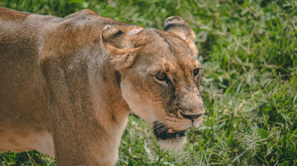 Lioness in the bushes hunting in Tanzanite National park Tanzania