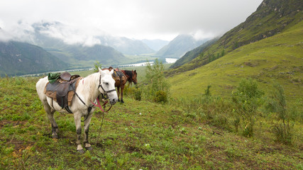 Fototapeta na wymiar Horses graze in a picturesque place: lush green grass, hills, mountains. Haze in the distance. Cloudy rainy weather. Travel to the Altai highlands in summer