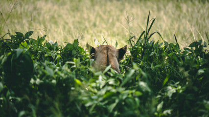 Lioness in the bushes hunting in Tanzanite National park Tanzania