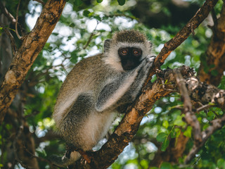Vervet monkey on a branch in Tarangire national park