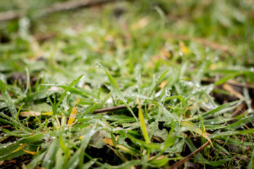 Rocío en la hierba, detalle