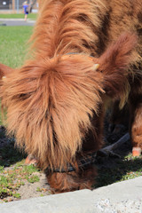 A young calf with long orange hair chews grass on the street. Clear summer day.