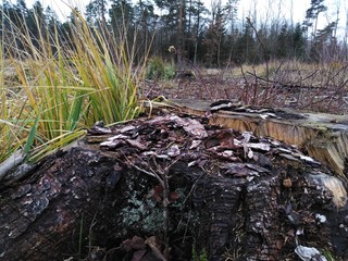 Trawy pod lasem ©  Przyroda 