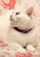 contented white cat in a collar