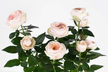 Studio shoot of white roses with beautiful 8 blooms and dark green leaves, on white background