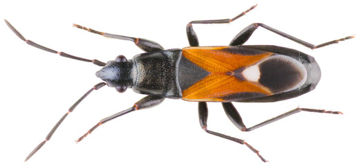 Pterotmetus staphyliniformis is a genus of true bugs in the family Lygaeidae, the milkweed bugs. Seed bug isolated on white background.
