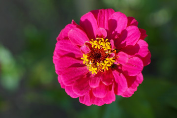 Obraz premium A pink common zinnia flower with green background