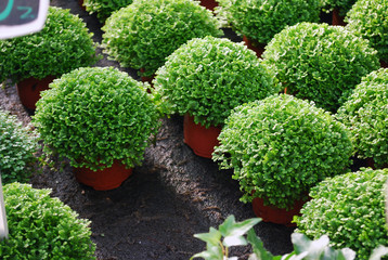 Green plants in the greenhouse