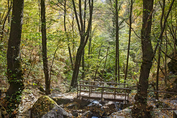 forest near town of Devin, Rhodope Mountains, Bulgaria