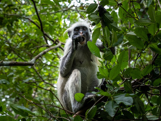 Red colobus monkey eating fruit in the trees of Jozani forrest Zanzibar