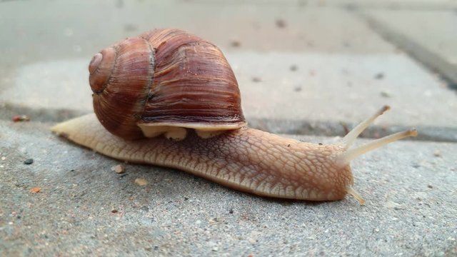 Close-up of a snail on the sidewalk after a rain. 4k