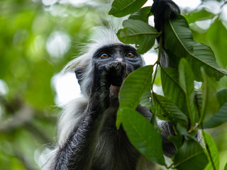 Red colobus monkey eating fruit in the trees of Jozani forrest Zanzibar