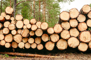 logging in the forest, logs piled on top of each other, logs in the forest