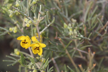 Tiny Yellow Flowers