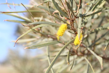 Pollen Bud