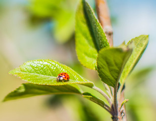 Ladybug perches on some leaves