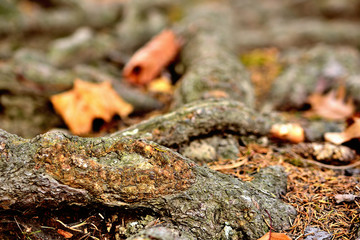Roots of old trees at autumn. Close-up.