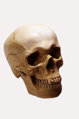Obraz premium Skull model on a white background. Isolated on white.