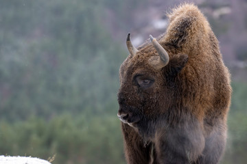 European bisons, Bison bonasus, during a very cold winters day showing frosty breath.