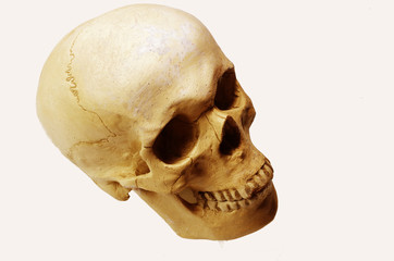 Obraz premium Skull model on a white background. Isolated on white.