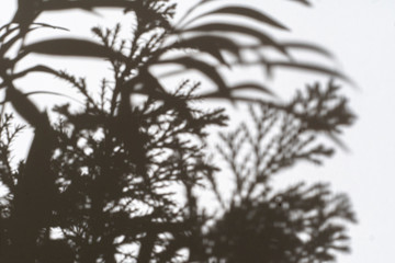 abstract  trendy monochrome shadows of plants on the wall, out of focus blur