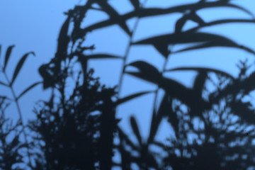 abstract  trendy monochrome shadows of plants on the wall, out of focus blur