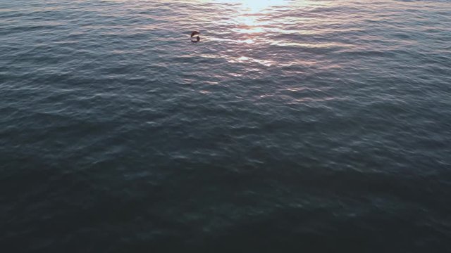 Cinematic aerial video footage flying over calm ocean blue water as view pan up from the sea view to beautiful golden sunset on the horizon while bird fly's over water