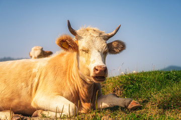 close-up of a cow lying on the lawn and chewing	