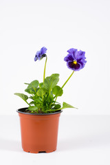 Mini pansy flower with curled, frizzle violet, purple blooms (viola cornuta) on a white background, studio shoot
