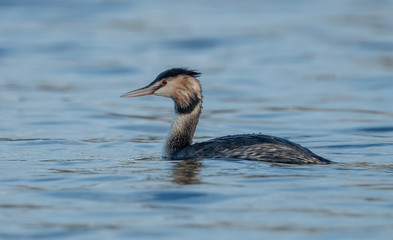 Great Crested Grebe Swimming