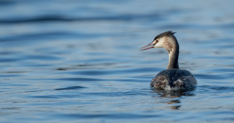 Great Crested Grebe Swimming