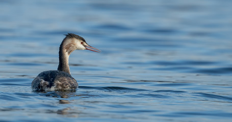 Great Crested Grebe Swimming