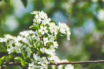 There are many white flowers on the cherry tree. Fluffy delicate petals on thin twigs and green leaves. Spring mood and beautiful nature.